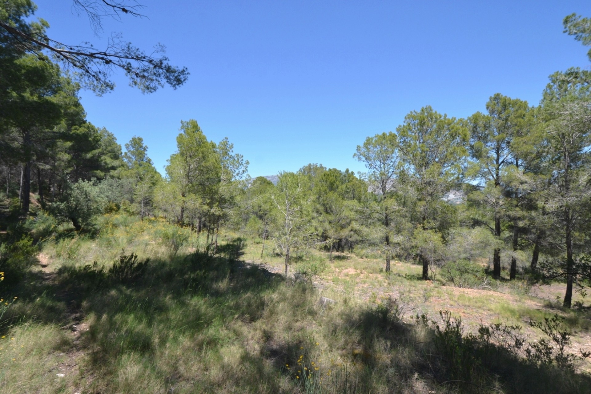 Reventa - Finca - Polop